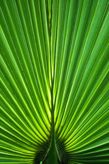 Obraz premium Palm leaf close-up as a natural background