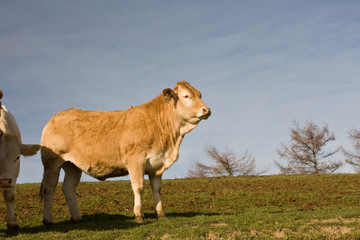 Ternero en prado