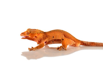 crested gecko