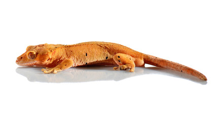 crested gecko