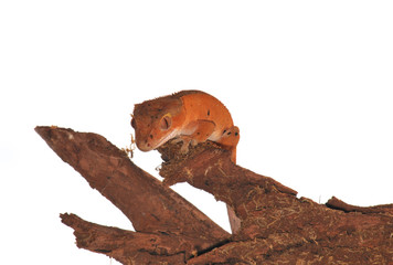 crested gecko