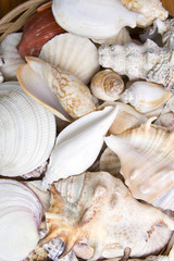 Seashells