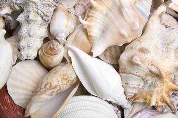 Seashells