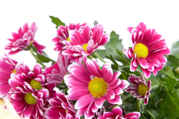 Obraz premium Bouquet of chrysanthemums