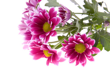 Bouquet of chrysanthemums