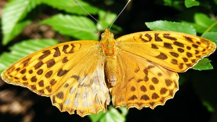 yellow butterfly rest
