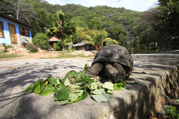 Naklejka premium seychelles tartaruga
