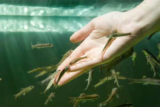 Hand in water with fishes (Fish spa for skin care)