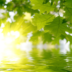 Green leaves reflecting in the water..