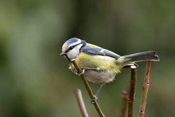 Mésange bleue - Blue Tit (parus caeruleus)