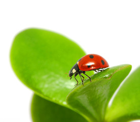 ladybird on  leaf