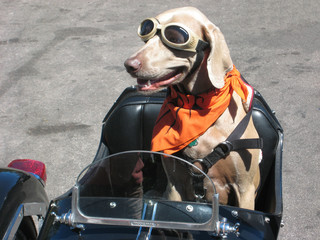 cane motociclista