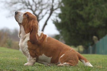 basset hound de profil attendant quelque chose © CALLALLOO CANDCY