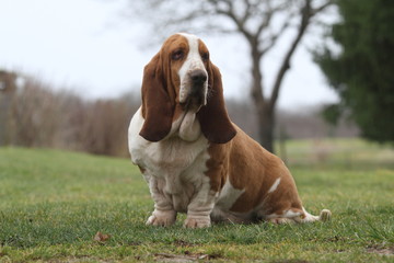 basset hound indolent de face