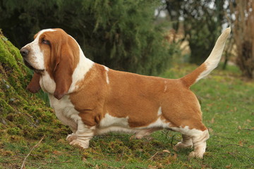 basset hound de profil près d'un arbre queue levée © CALLALLOO CANDCY