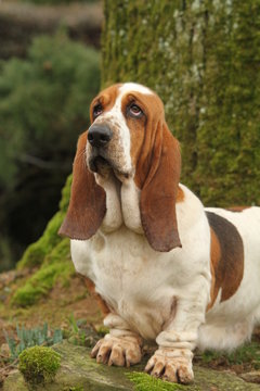 basset hound implorant le pardon de son ma&icirc;tre