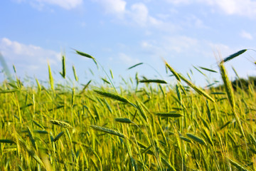 Ripened wheat against the blue sky
