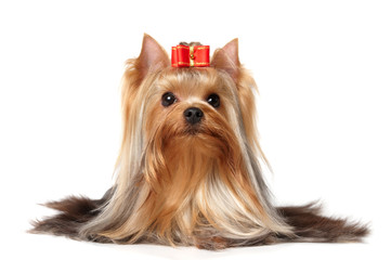 The Yorkshire Terrier of show class