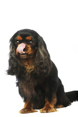 cavalier king Charles se passant la langue sur le museau