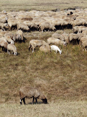 sheep and goat herd grazing