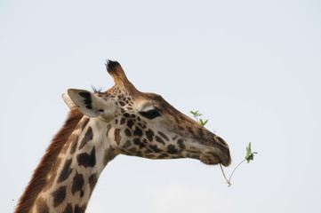 Giraffe