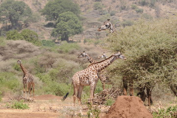 Giraffe