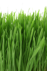 Obraz na płótnie Canvas Isolated green grass on white background