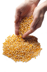 hands offer the grain concept hunger in the world