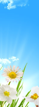 spring flowers - blue sky and sun vertical banner background