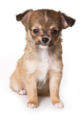 Chihuahua puppy isolated on white