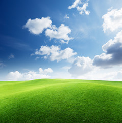 Obraz premium field of grass