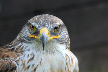 uccello falconeria