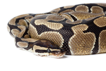 Royal, Ball Python (regius)