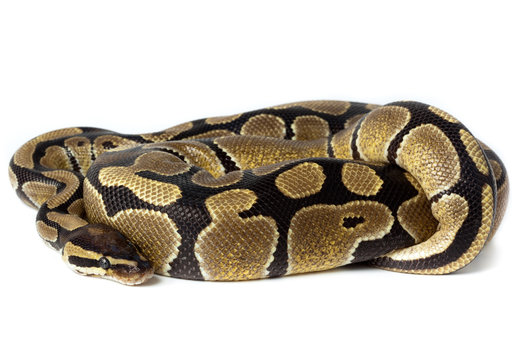 Royal, Ball Python (regius)