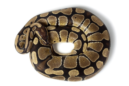 Royal, Ball Python (regius)