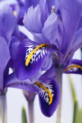 Printed roller blinds Iris iris flowers.