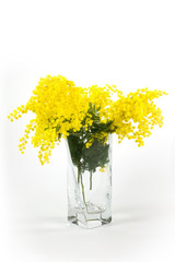 Vaso di mimose