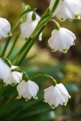 Märzbecher (Leucojum vernum )