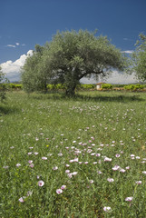 Fototapeta na wymiar Campo de olivos en primavera