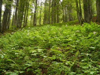 Bosque en Los Alpes