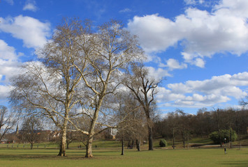 Obraz premium Blattlos