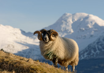 Naklejka premium Highland Ram