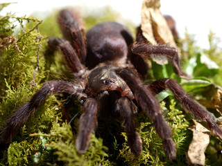 nahaufnahme vogelspinne