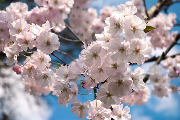 Blossoming tree with pink flowers