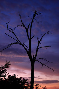A dry tree © Arpad