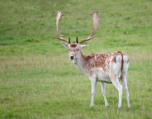 Naklejka na ściany i meble A Beautiful Deer with Antlers in a Grassy Meadow.