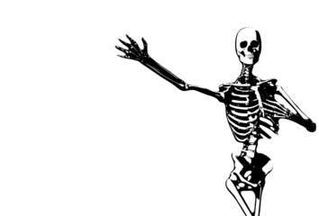 Illustrated Skeleton