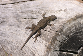 Western fence lizards sunbathing