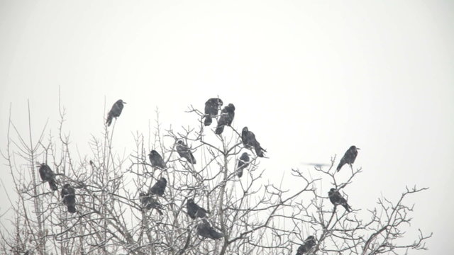 Crows in winter