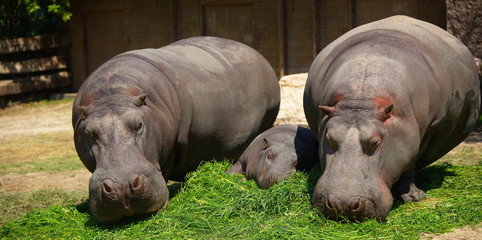 hippos family_2